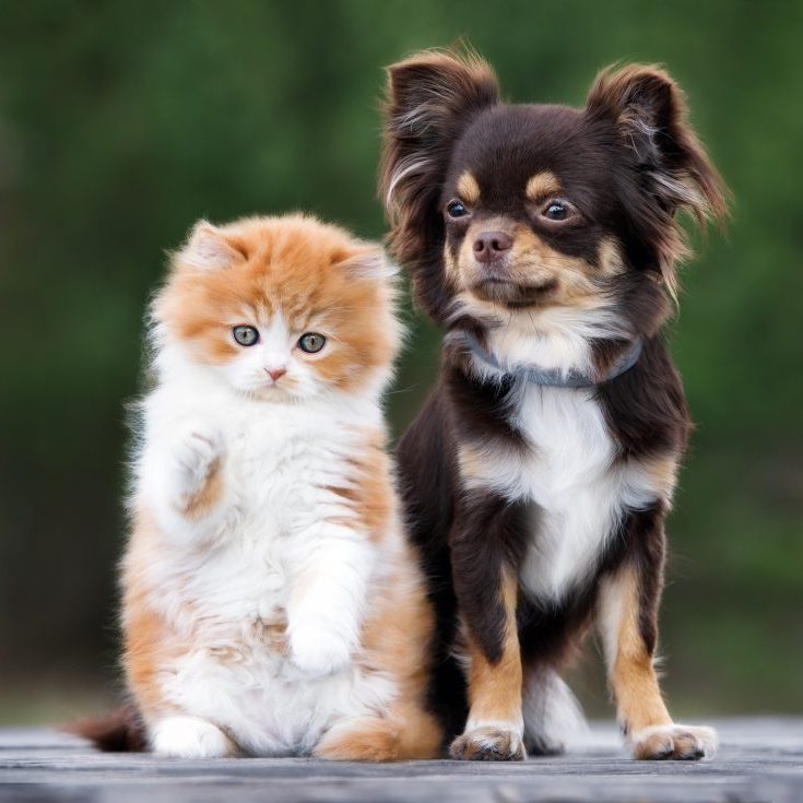 adorable kitten and chihuahua dog together